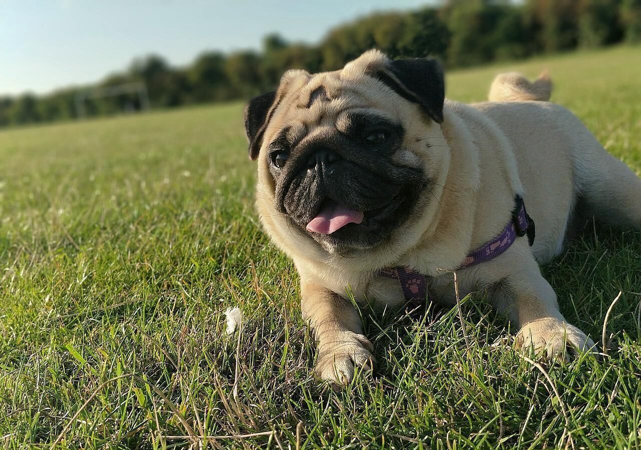 #23. Pug
